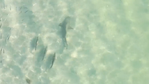 Watch: Drone video shows shark annoyed by fish chasing it along Florida Gulf Coast